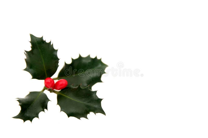 Holly Leaves and Berries - isolated