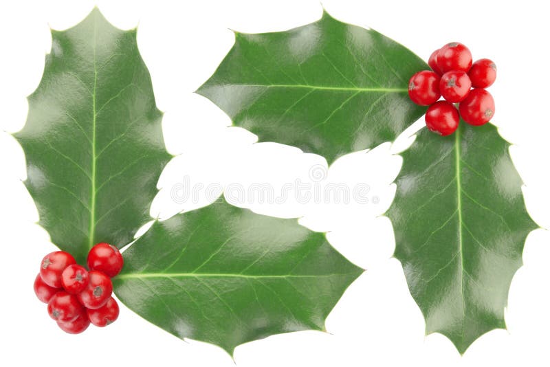 Holly border isolated on white, clipping path included