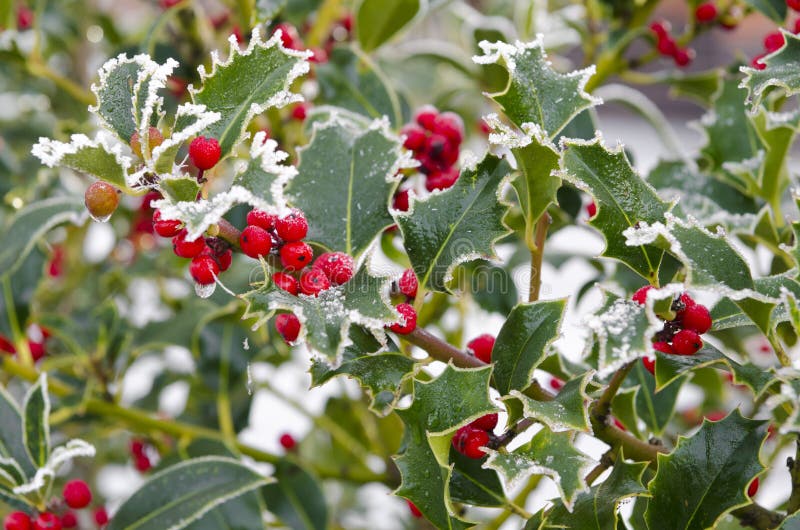 Holly with bright red berries covered in snow and ice