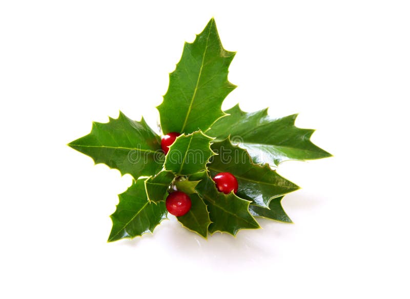 Real Holly branch cutting with artificial red berries