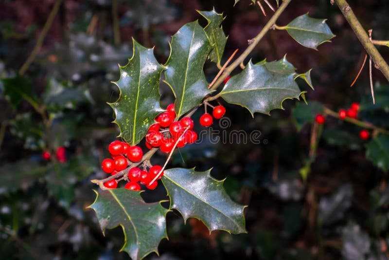 Holly a beautiful tree with red berry`s picture taken in National park Dwingelderveld