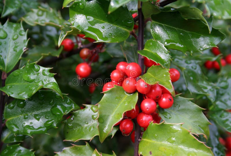 Holly Berries