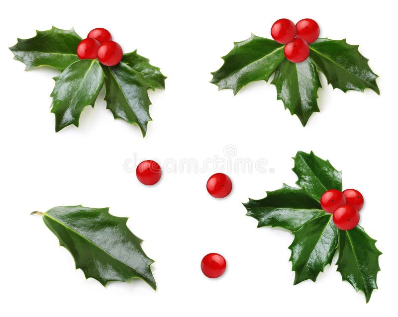 Holly berry leaves Christmas decoration isolated on white background. Holly berry leaves Christmas decoration isolated on white background