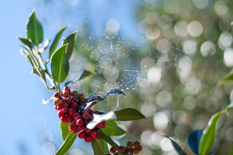 Holly Berry with a Spider Web Stock Image - Image of traditional ...