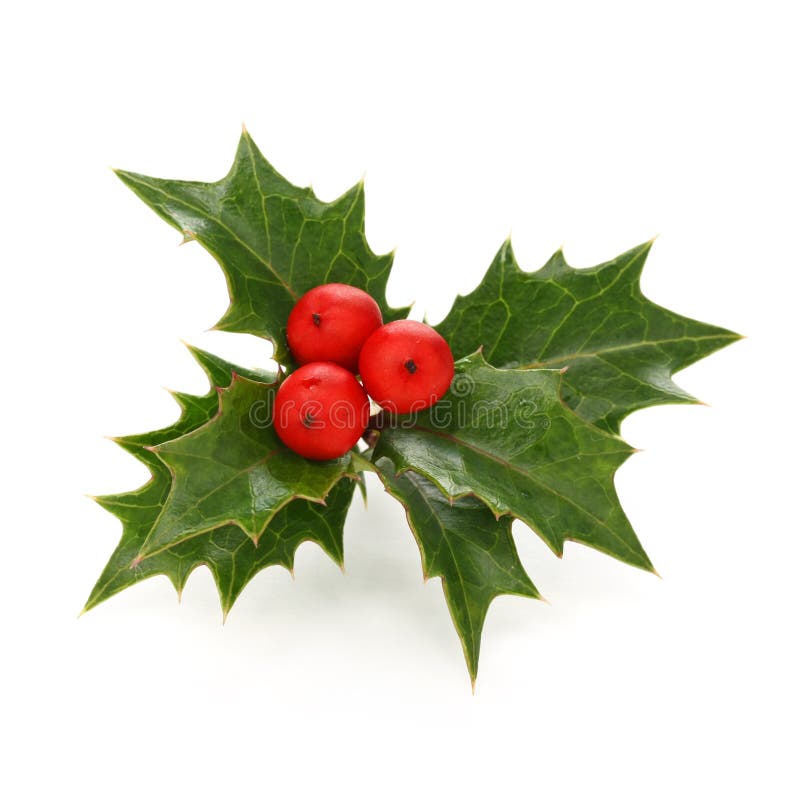 Holly berry sprig, christmas symbol, on a white background