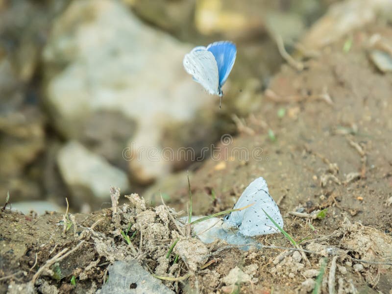 The holly blue butterfly Polyommatus icarus is a butterfly in the family Lycaenidae and subfamily Polyommatinae. The butterflies was in Lumtaklong, KhaoYai area, Thailand. The holly blue butterfly Polyommatus icarus is a butterfly in the family Lycaenidae and subfamily Polyommatinae. The butterflies was in Lumtaklong, KhaoYai area, Thailand