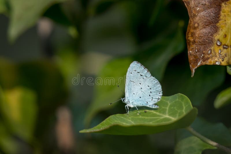 A holly blue butterfly resting on a green leaf royalty free stock photography A holly blue butterfly resting on a green leaf royalty free stock photography