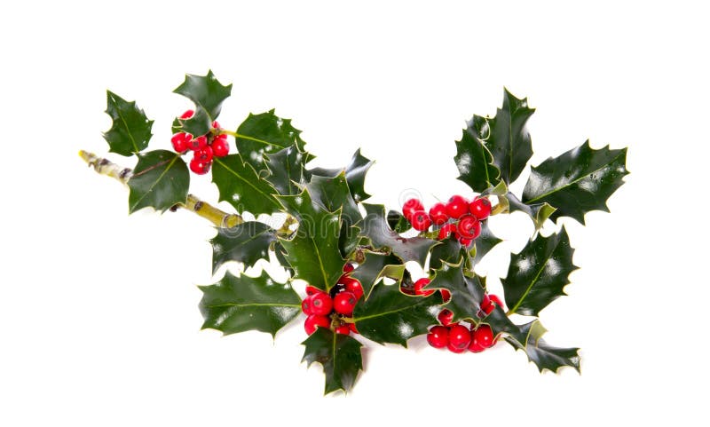 A holly branch isolated over white