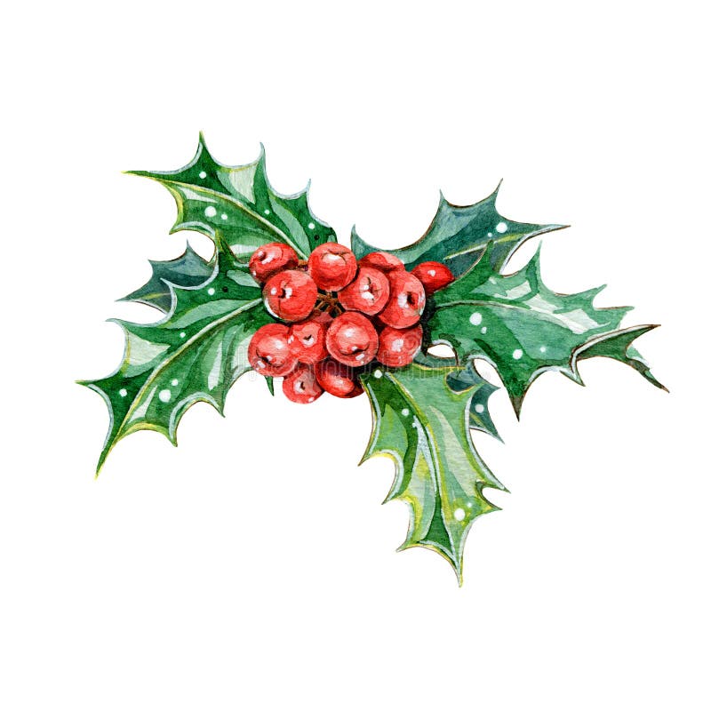 Holly branch with red berries and green leaves watercolor illustration. Ilex traditional seasonal decoration for Christmas and win