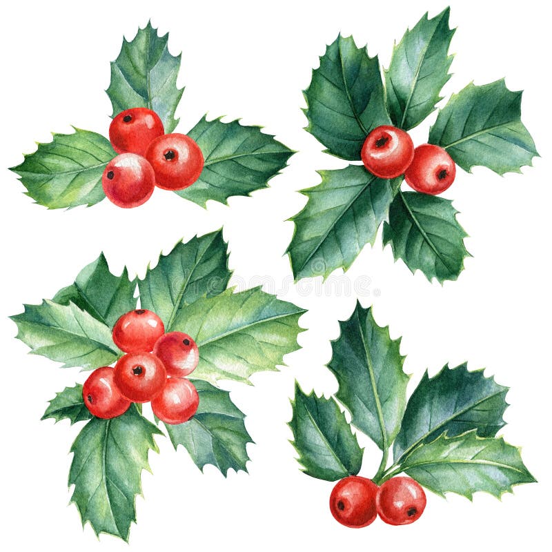Holly branches on isolated background. Set red berries and green leaves. Christmas watercolor floral