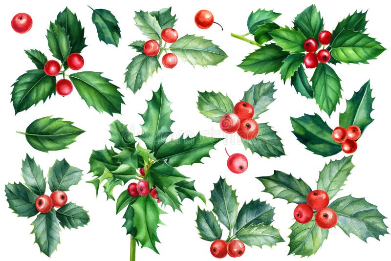 Holly branches, leaves and berries. Christmas set of plant elements on white background, watercolor illustration