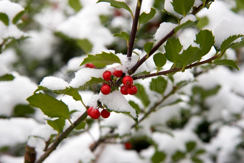 Holly Bush with snow