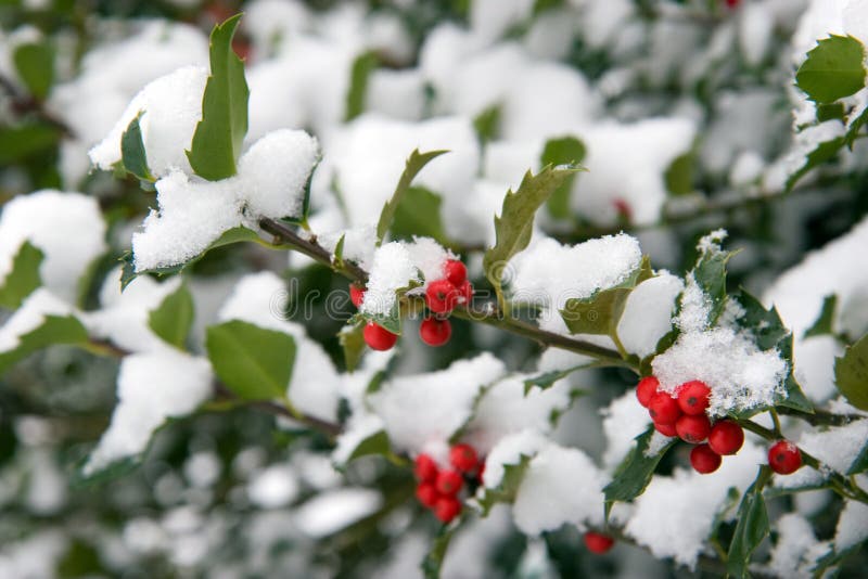 Holly Bush with snow