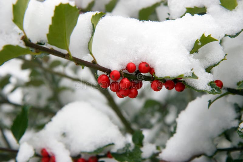 Holly Bush with snow