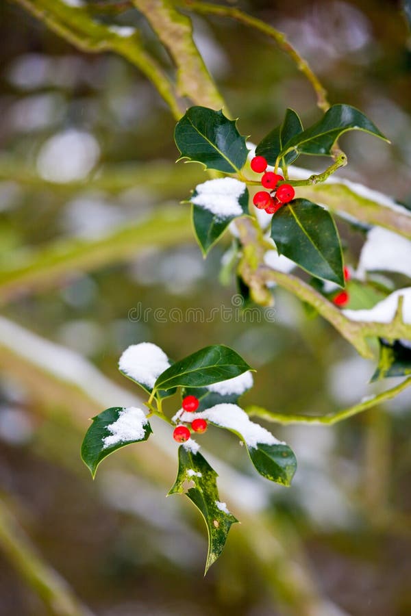 Photo of a holly bush in the snow in winter. Photo has short depth of field. Photo of a holly bush in the snow in winter. Photo has short depth of field.