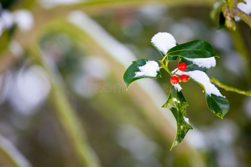 Photo of a holly bush in the snow in winter, with short depth of field and space for your text. Photo of a holly bush in the snow in winter, with short depth of field and space for your text.