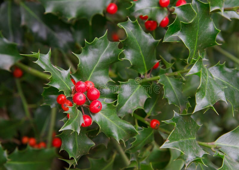 Red berries and thorny green leaves of a holly plant. Red berries and thorny green leaves of a holly plant