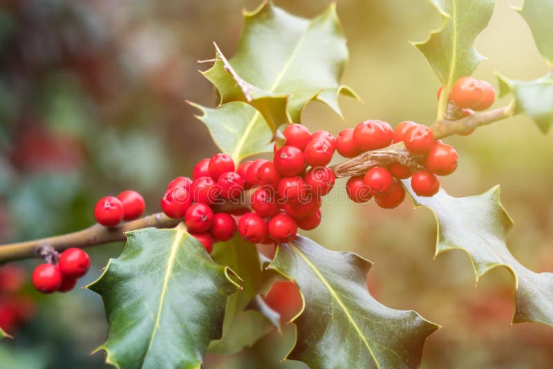 Holly green foliage with matures red berries. Ilex aquifolium or Christmas holly