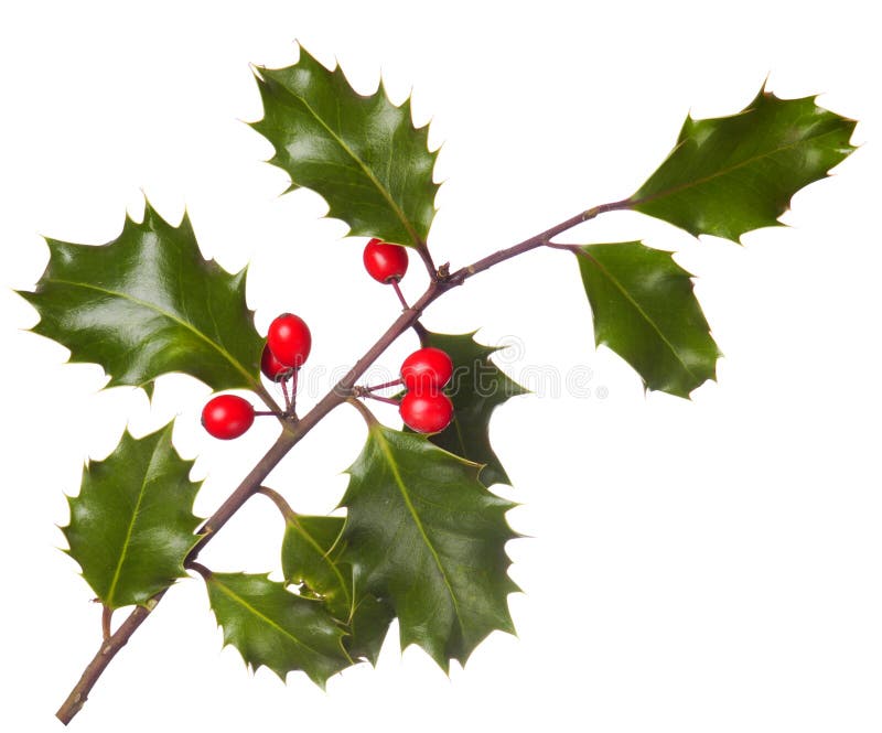 Holly (Ilex) - isolated on white royalty free stock photo Holly (Ilex) - isolated on white royalty free stock photo