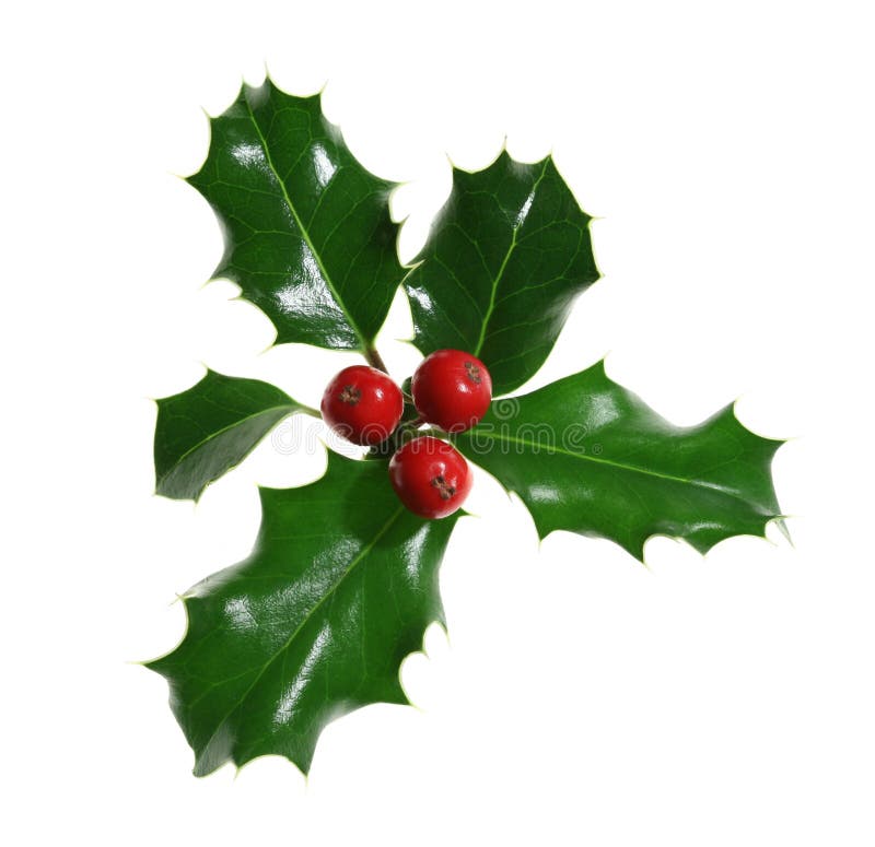 Green Christmas Holly Isolated Stock Image Image of traditional, december 21823015