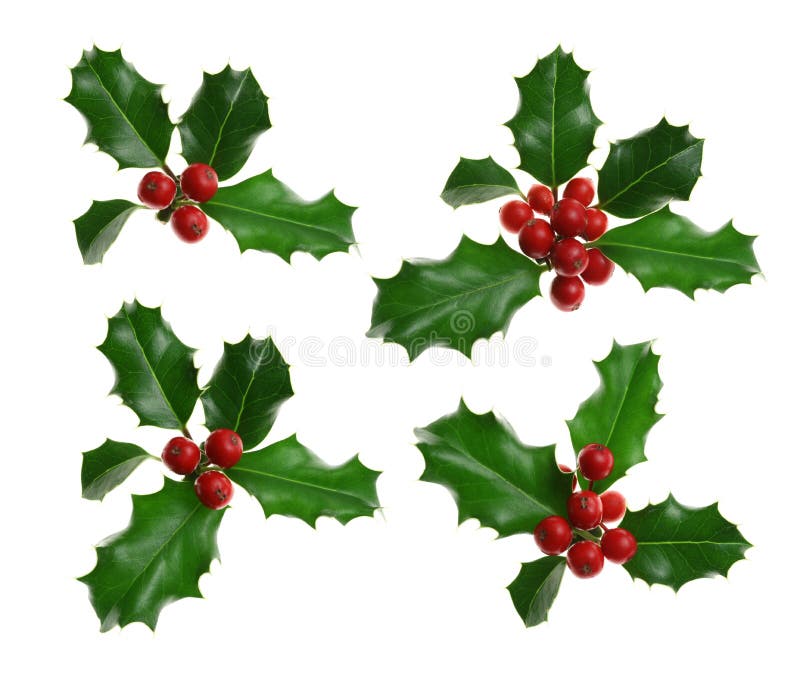 5th December 2018 Dublin Holly Christmas Stock Photo 1257390988