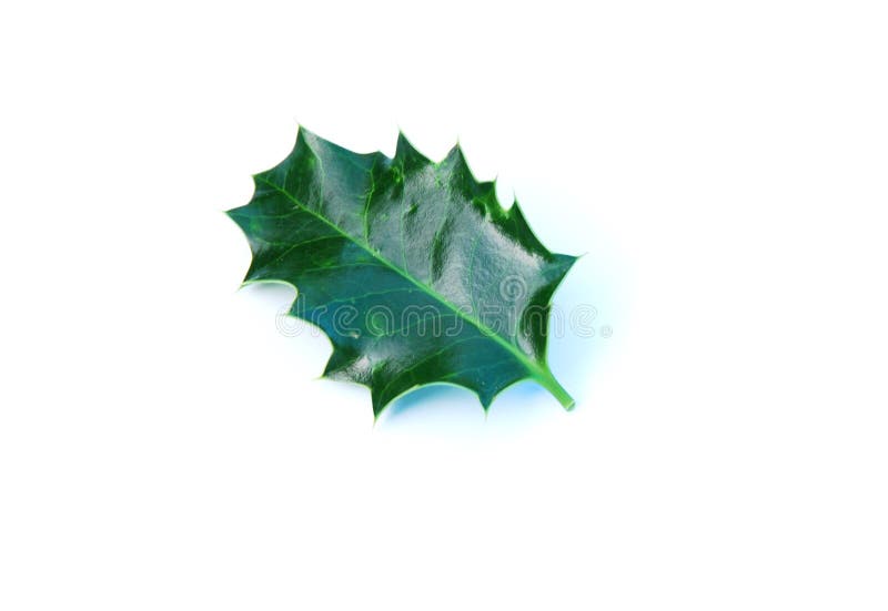 Shot of a single holly leaf isolated on white