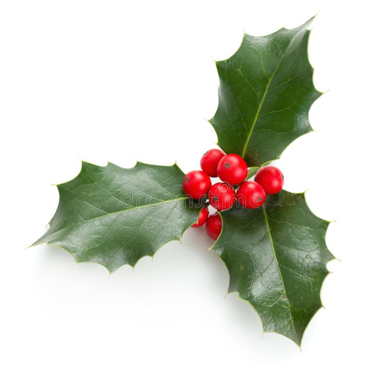 European Holly &#x28;Ilex aquifolium&#x29; leaves and fruit. European Holly &#x28;Ilex aquifolium&#x29; leaves and fruit