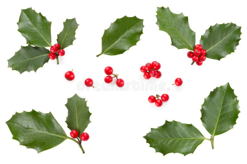 European Holly &#x28;Ilex aquifolium&#x29; leaves and fruit. European Holly &#x28;Ilex aquifolium&#x29; leaves and fruit