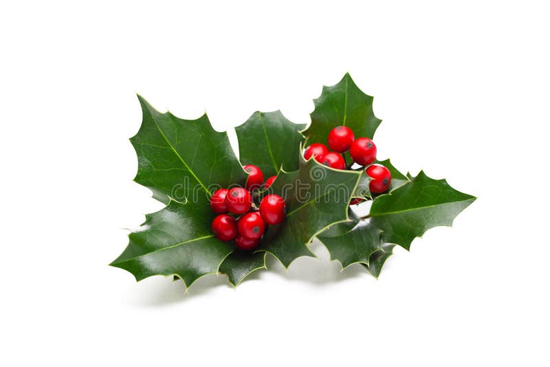 European Holly &#x28;Ilex aquifolium&#x29; leaves and fruit. European Holly &#x28;Ilex aquifolium&#x29; leaves and fruit