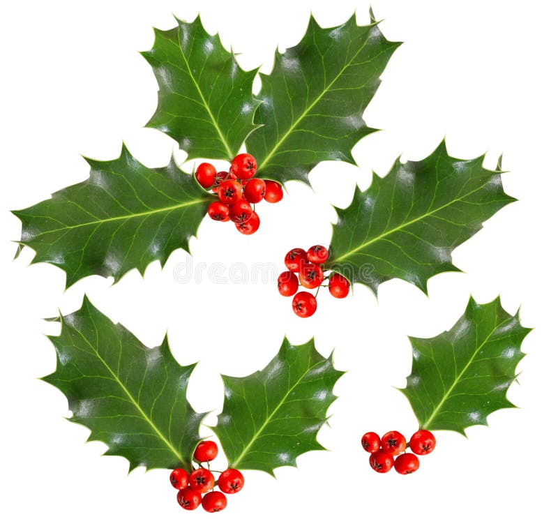 Holly leaves and berries