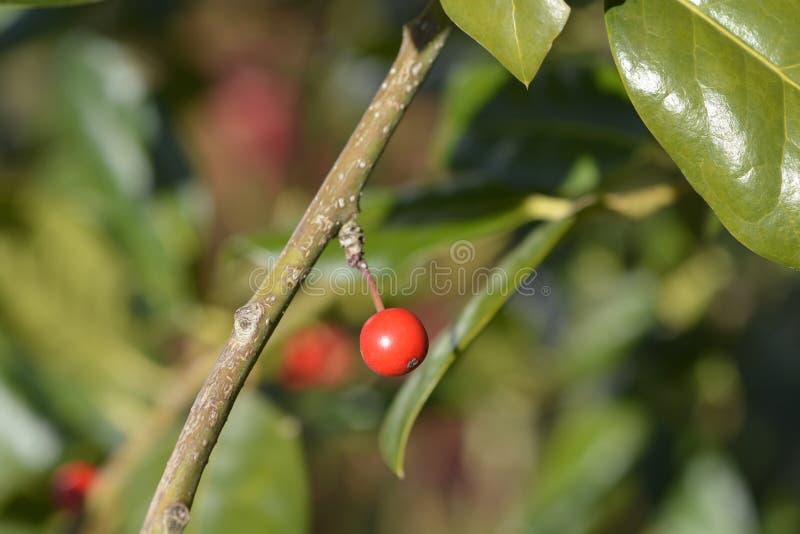 Holly nellie r. stevens fotos de stock