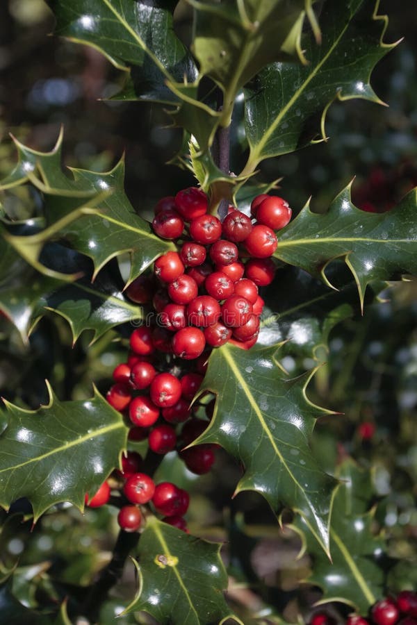 Holly plant stock image. Image of holly, xmas, garden 21879911