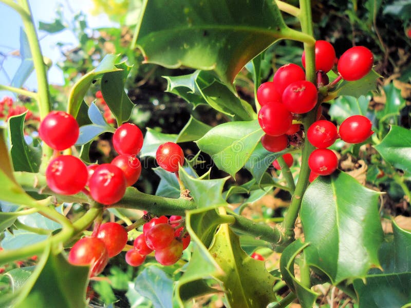 Holly Red Berries and Green Leaves. Stock Photo Image of background