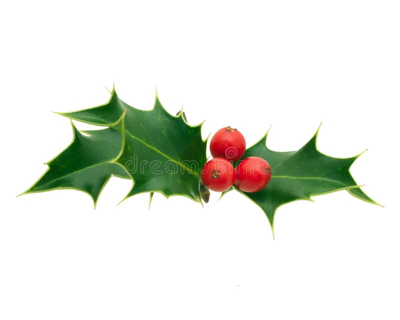 Holly Sprig on white background