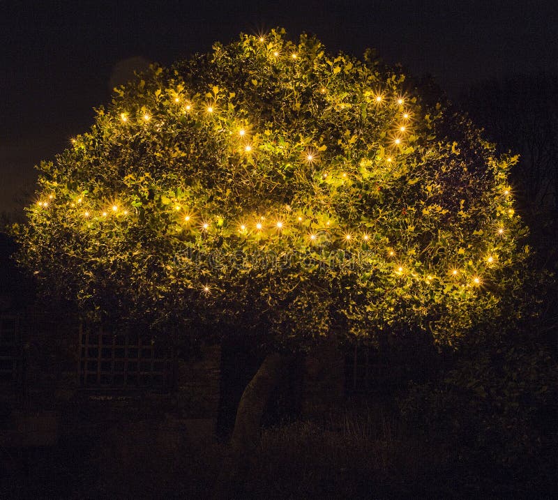 Holly Tree Illuminated by Christmas Lights Stock Photo Image of