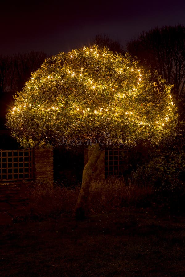 Holly Tree Illuminated by Christmas Lights Stock Image Image of dark