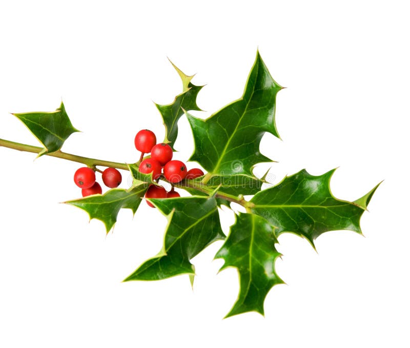 Holly tree twig with berries isolated on white background