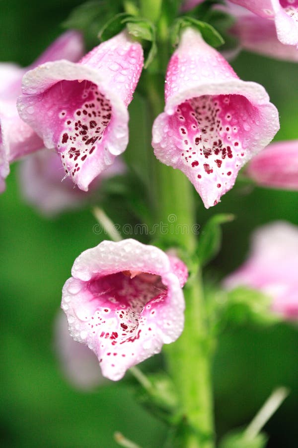 Pink foxglove after the rain. Pink foxglove after the rain