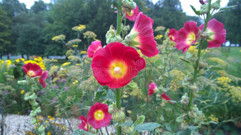 Hollyhock Alcea rosea Αισθητηριακός Κήπος, Dartmouth Park, West Bromwich, Αγγλία στοκ εικόνες Hollyhock Alcea rosea Αισθητηριακός Κήπος, Dartmouth Park, West Bromwich, Αγγλία στοκ εικόνες