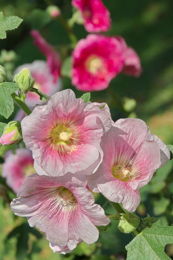 Hollyhock Flower - Alcea Rosea Stock Photo - Image of petal, nature ...