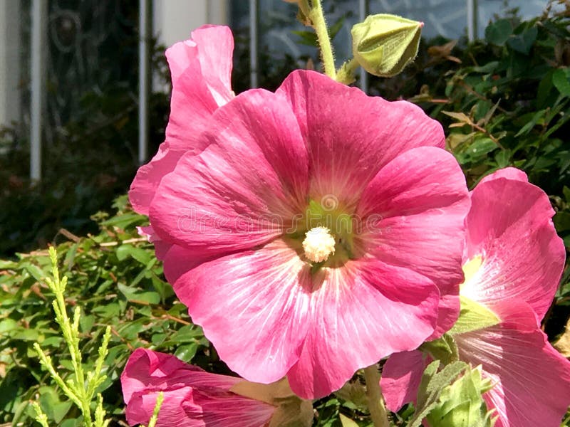 hollyhocks image stock hollyhocks image stock