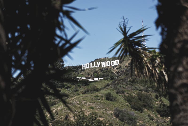 242 fotos de stock e banco de imagens de Hollywood Sign Palm Trees