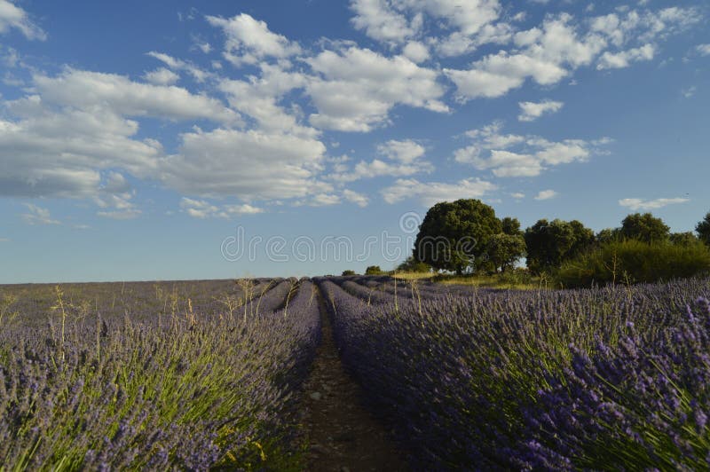 Holm Oak Forest Next To Rows Of Lavender With A Sky With Lovely Clouds In A Brihuega Meadow. Nature, Plants, Odors, Landscapes. royalty free stock photo Holm Oak Forest Next To Rows Of Lavender With A Sky With Lovely Clouds In A Brihuega Meadow. Nature, Plants, Odors, Landscapes. royalty free stock photo