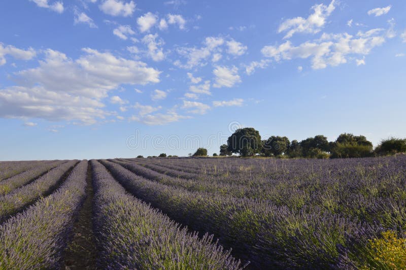 Holm Oak Forest Next To Rows Of Lavender With A Sky With Lovely Clouds In A Brihuega Meadow. Nature, Plants, Odors, Landscapes. royalty free stock photos Holm Oak Forest Next To Rows Of Lavender With A Sky With Lovely Clouds In A Brihuega Meadow. Nature, Plants, Odors, Landscapes. royalty free stock photos