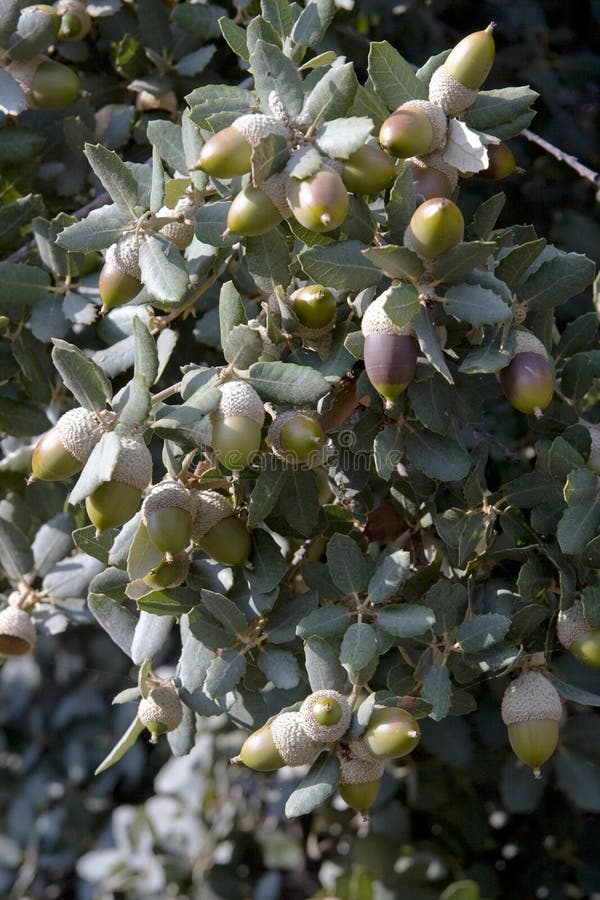 Holm Oak (Quercus ilex)