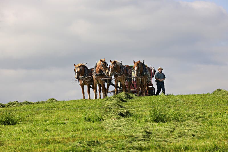 HOLMES COUNTY OHIO - MAJ 19 2015: En Amish man vid hans rorkult a arkivbild HOLMES COUNTY OHIO - MAJ 19 2015: En Amish man vid hans rorkult a arkivbild