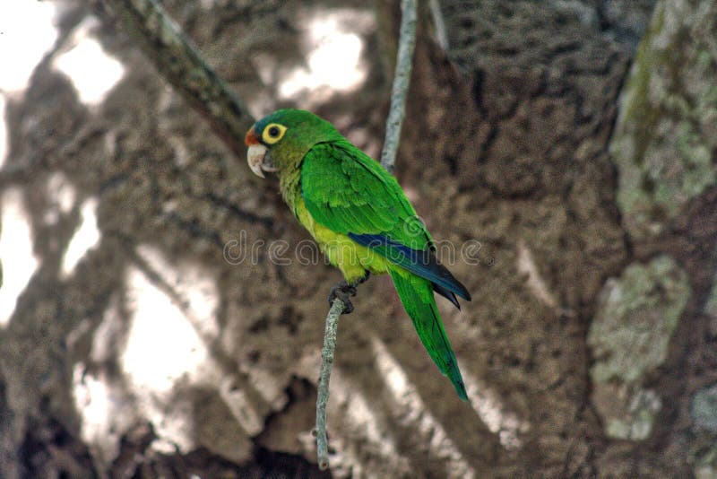 Holochlorus di Psittacara, parrocchetto verde messicano nella cattivit?, laguna del ventanilla Oaxaca, M?xico fotografia stock libera da diritti Holochlorus di Psittacara, parrocchetto verde messicano nella cattivit?, laguna del ventanilla Oaxaca, M?xico fotografia stock libera da diritti