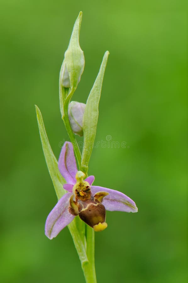 Holoserica di ophrys del fiore nella fine selvaggia su nel pomeriggio di primavera in una radura della foresta fotografie stock Holoserica di ophrys del fiore nella fine selvaggia su nel pomeriggio di primavera in una radura della foresta fotografie stock