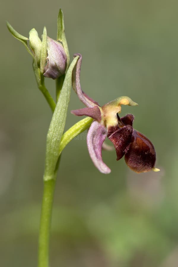 Holoserica di ophrys nel selvaggio immagini stock libere da diritti Holoserica di ophrys nel selvaggio immagini stock libere da diritti