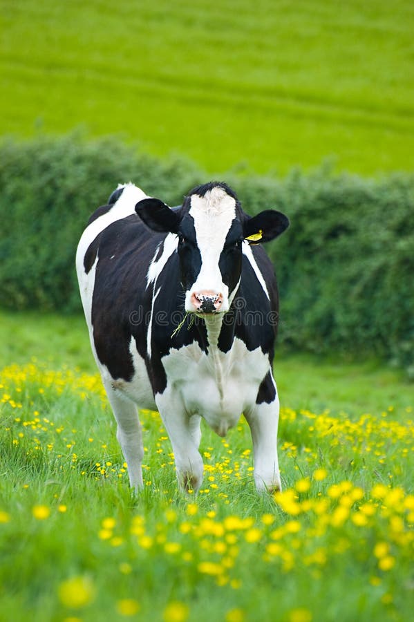 Holstein cow